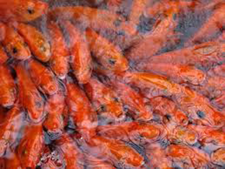 ໝູ່ບ້ານລ້ຽງປາໃນຄຳເພື່ອບູຊາເທວະດາຜູ້ດູແລເຕົາໄຟ